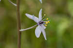 Atlantic camas